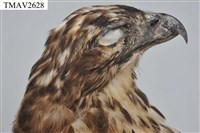 鳳頭蒼鷹藏品圖，第14張